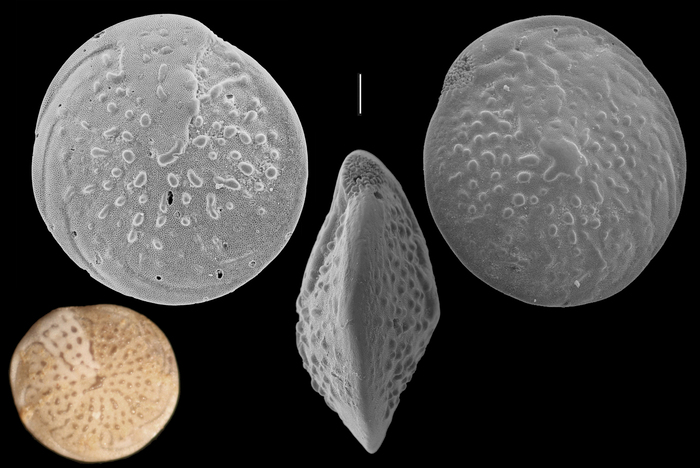 Amphistegina papillosa Amphistegina papillosa
