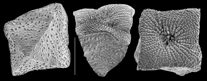 Angulodiscorbis pyramidalis Angulodiscorbis pyramidalis