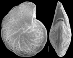Anomalinella rostrata