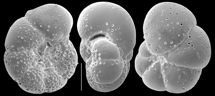 Anomalinoides semicribratus Anomalinoides semicribratus