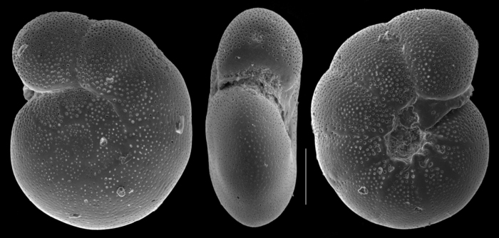 Anomalinulla glabrata Anomalinulla glabrata