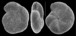 Arenoparrella mexicana