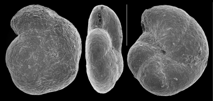 Arenoparrella mexicana Arenoparrella mexicana