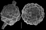 Armorella sphaerica