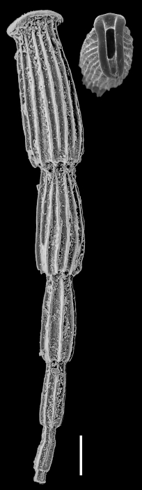Articulina alticostata Articulina alticostata
