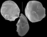 Asanonella tubulifera