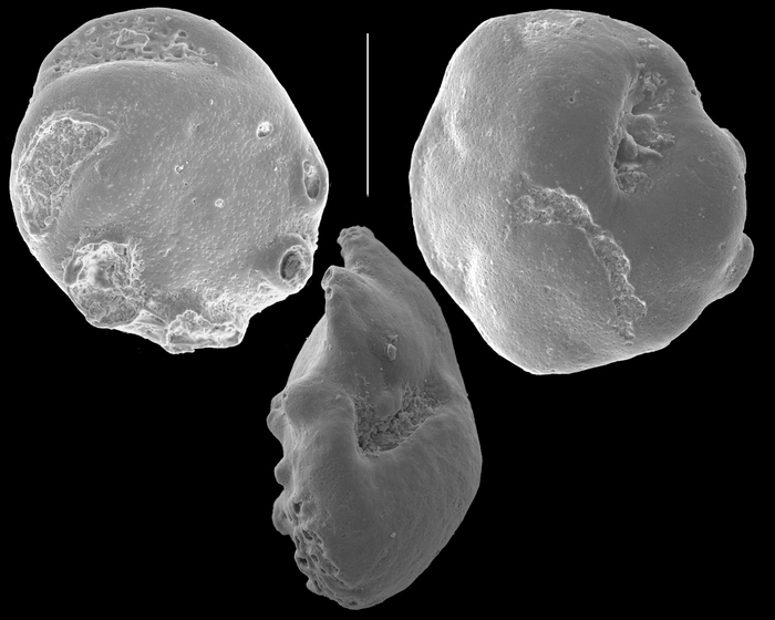Asanonella tubulifera Asanonella tubulifera