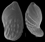 Astacolus japonicus