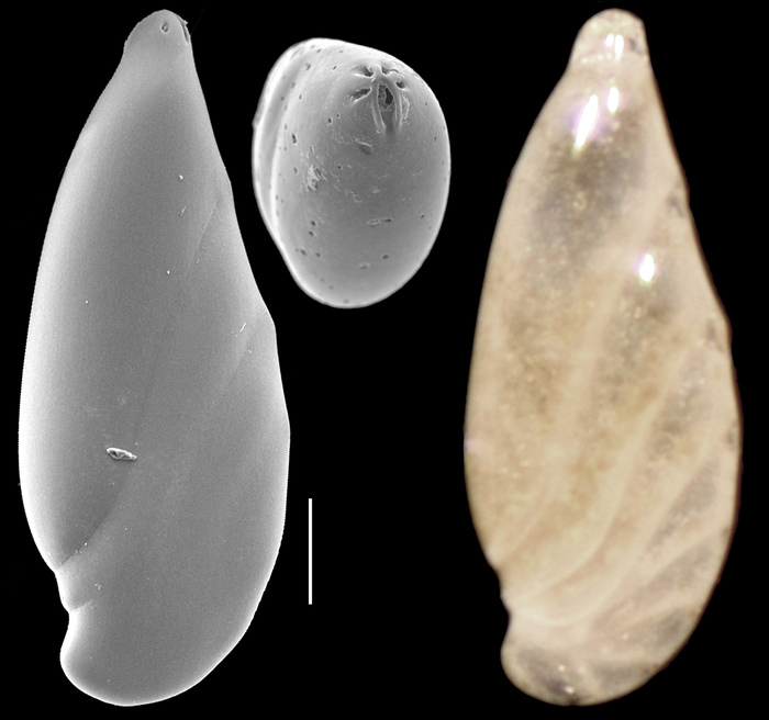 Astacolus neomulticamerata Astacolus neomulticamerata