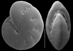 Astrononion novozealandicum
