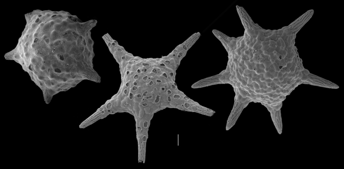 Baculogypsina sphaerulata Baculogypsina sphaerulata