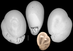 Baggina bubnaensis