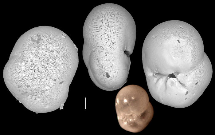 Baggina philippinensis Baggina philippinensis