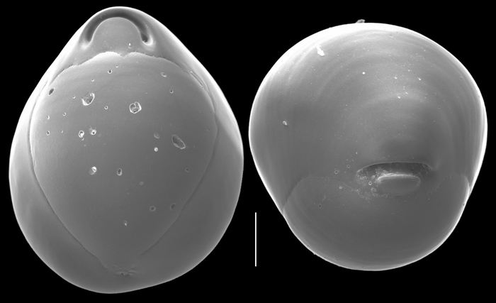 Biloculinella globula Biloculinella globula