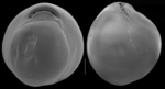 Biloculinella inflata