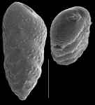 Bolivina doniezi