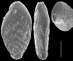 Bolivina glutinata