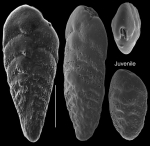 Bolivina spathulata