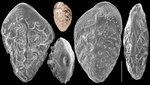 Bolivina subreticulata