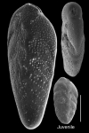 Bolivina vadescens