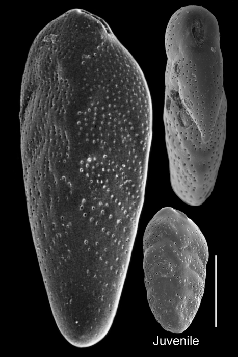 Bolivina vadescens Bolivina vadescens