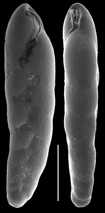 Bolivinellina pescicula Bolivinellina pescicula