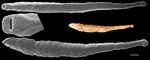 Bolivinopsis elongata