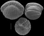 Borelis schlumbergeri