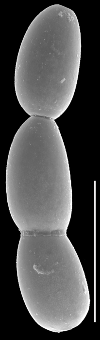 Botuloides pauciloculus Botuloides pauciloculus