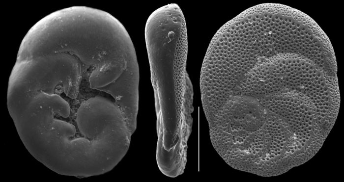 Bronnimannia haliotis Bronnimannia haliotis