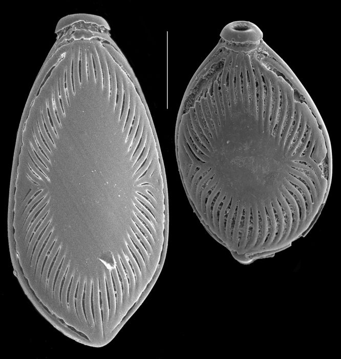 Buchnerina radiatomarginata Buchnerina radiatomarginata