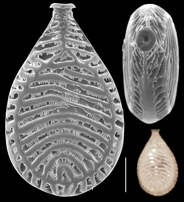 Buchnerina schulzeana Buchnerina schulzeana