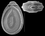 Buchnerina walleriana