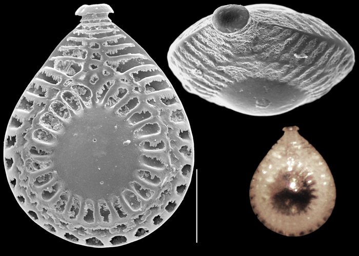 Buchnerina yokoyamae Buchnerina yokoyamae