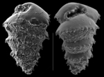 Bulimina biserialis
