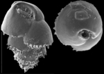 Bulimina marginata