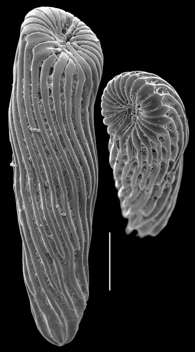Buliminoides williamsonianus Buliminoides williamsonianus