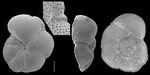 caribeanella elatiensis