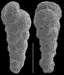 Caronia exilis