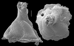 Carpenteria monticularis