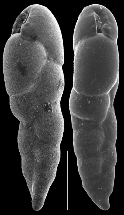 Cassidelina complanata Cassidelina complanata