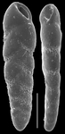 Cassidelina spinescens