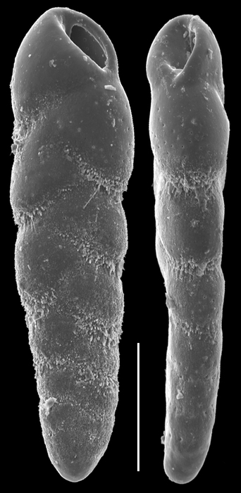 Cassidelina spinescens Cassidelina spinescens