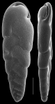 Cassidelina subcapitata