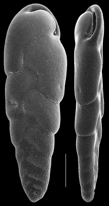 Cassidelina subcapitata Cassidelina subcapitata