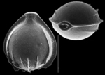 Cerebrina conformata