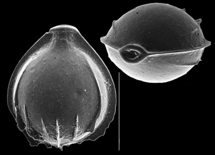 Cerebrina conformata Cerebrina conformata
