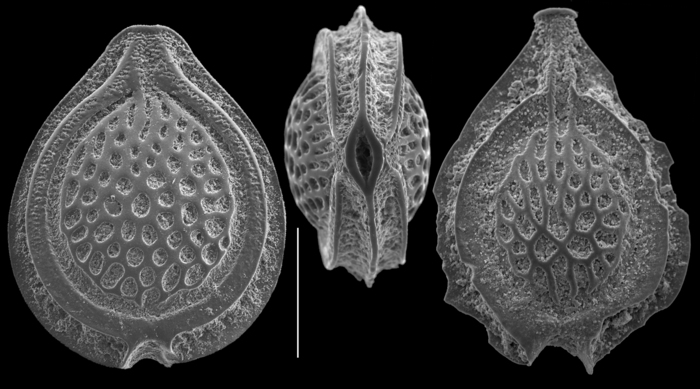 Cerebrina lacunata Cerebrina lacunata