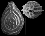 Cerebrina neocastrensis