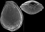 Cerebrina pilasensis
